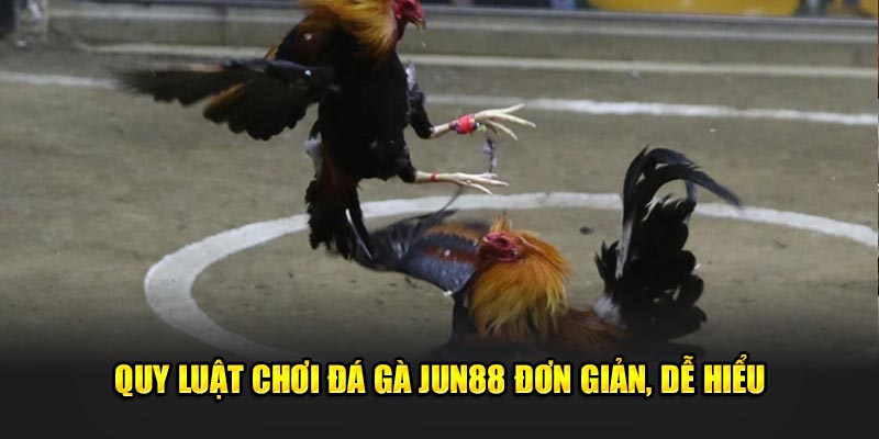 Đá gà Jun88: Khám Phá Thế Giới Đầy Hấp Dẫn Của Cá Cược 3 Quy luật, cách thức chơi đơn giản, dễ hiểu